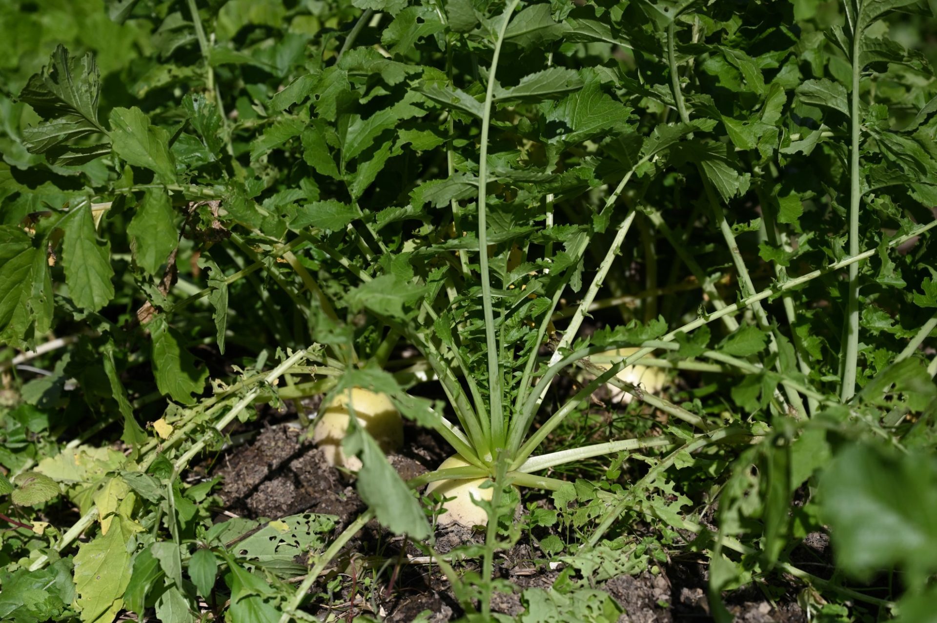 収穫時期を迎えて葉を広げた大根