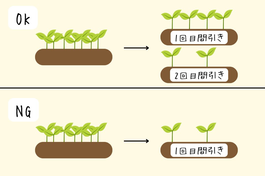 一気に間引いてはいけないと解説する図