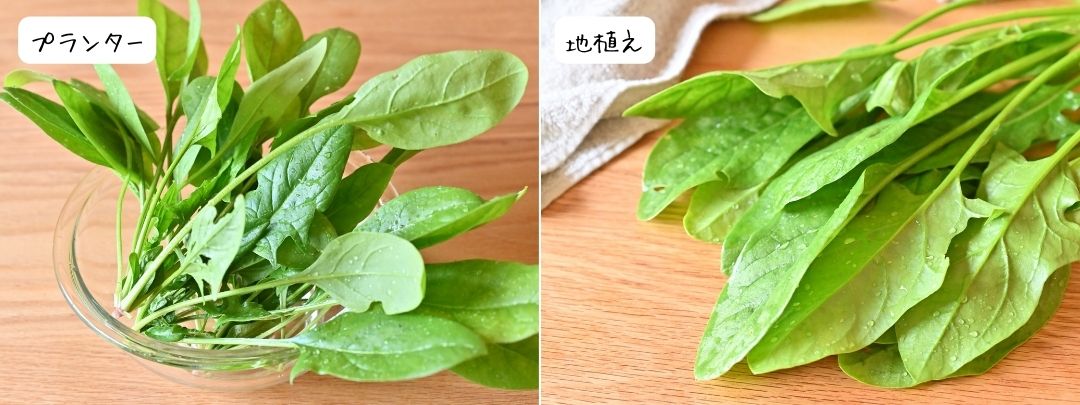 めちゃうま7のプランターと地植えを比較している