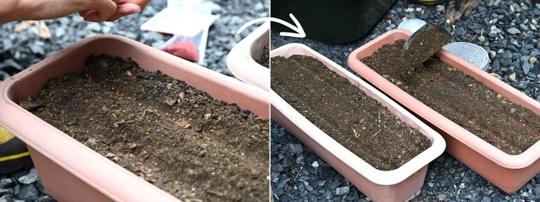 赤い種をまいたプランターと種に土をかぶせている様子