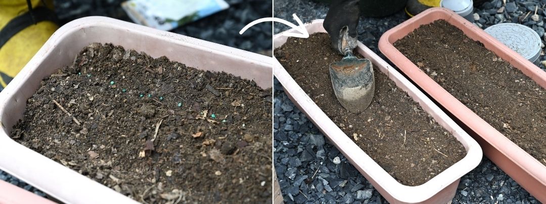 緑の種をまいたプランターと種に土をかぶせている様子