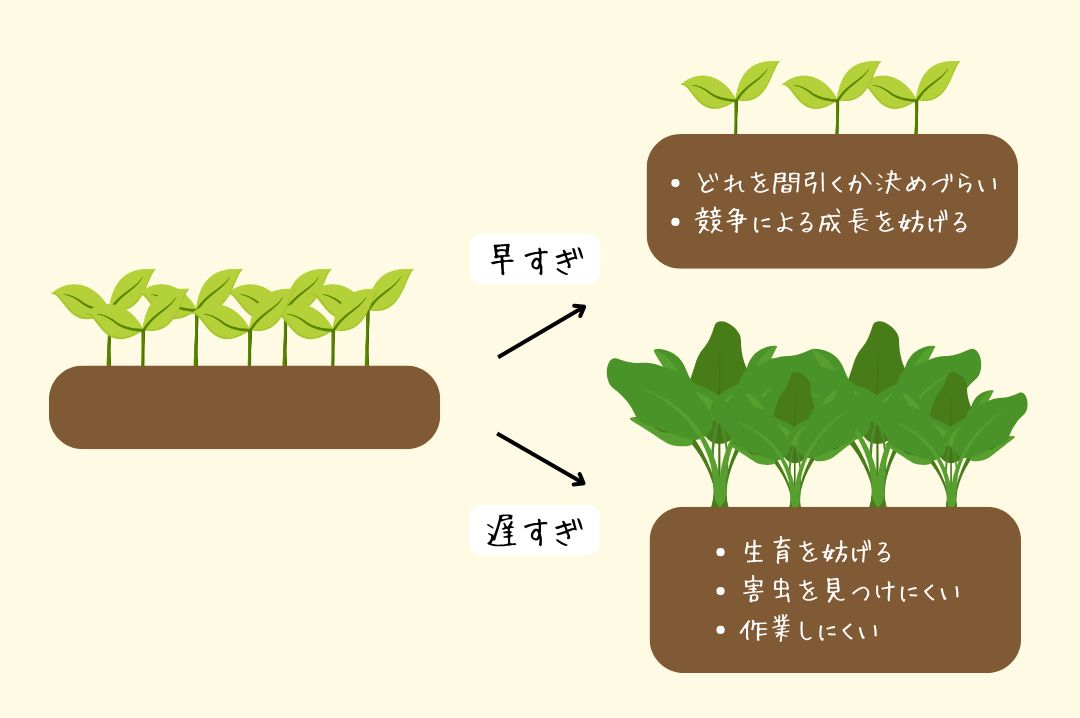 間引きタイミングについて解説している図