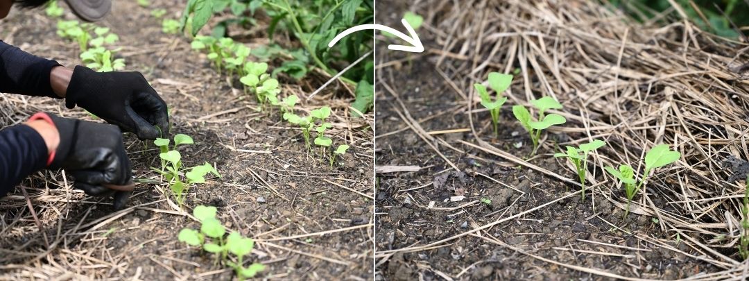 大根の葉を間引いている様子
