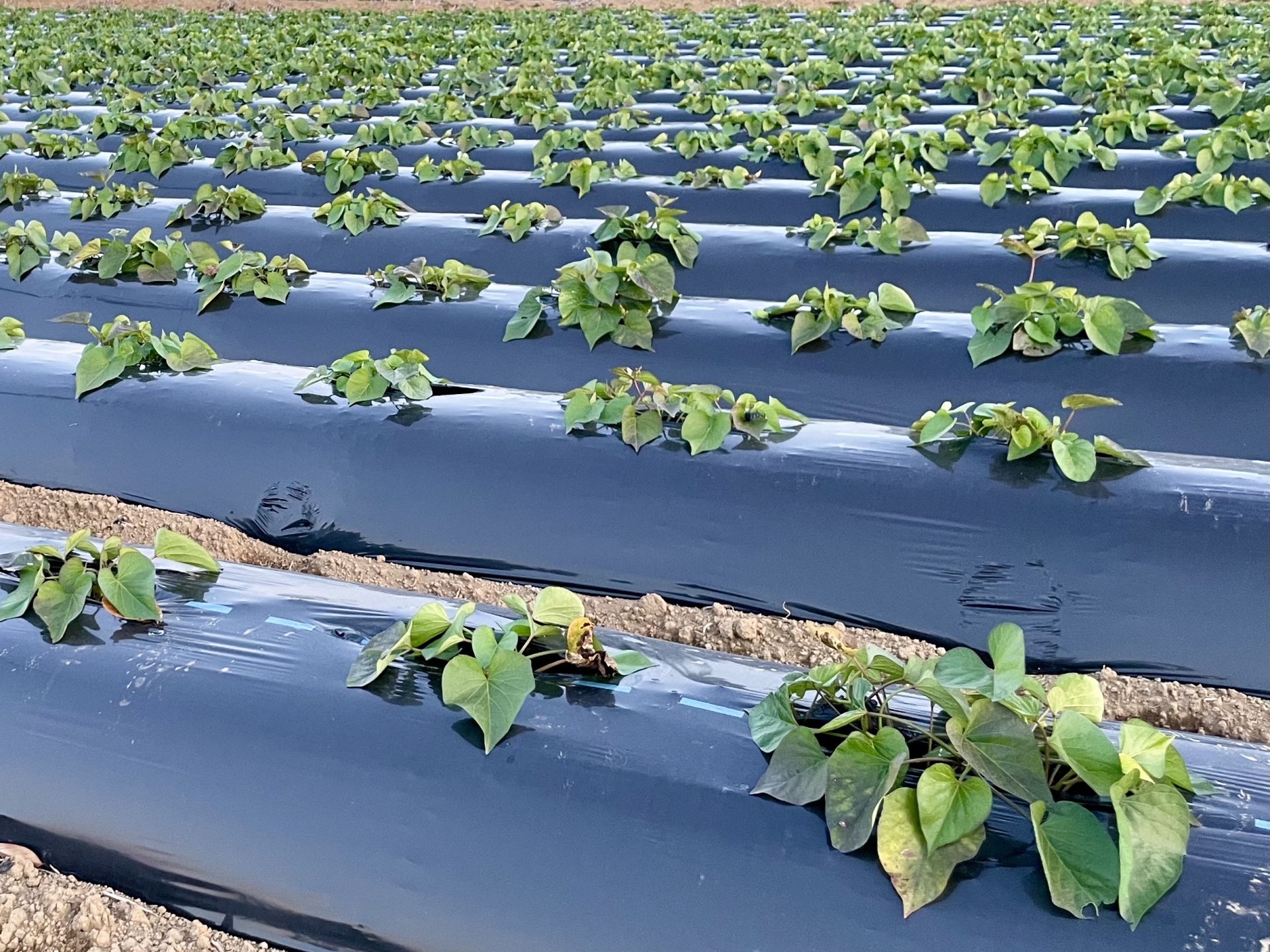 黒マルチをした畑
