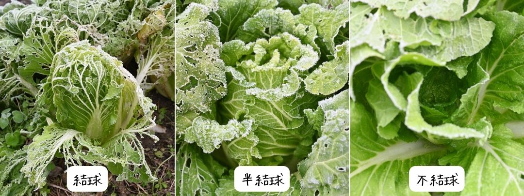 3種類の地植え白菜を並べている
