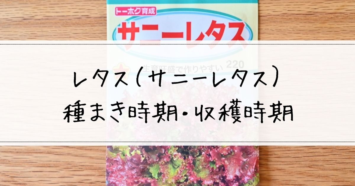 サニーレタスの栽培スケジュールサムネ