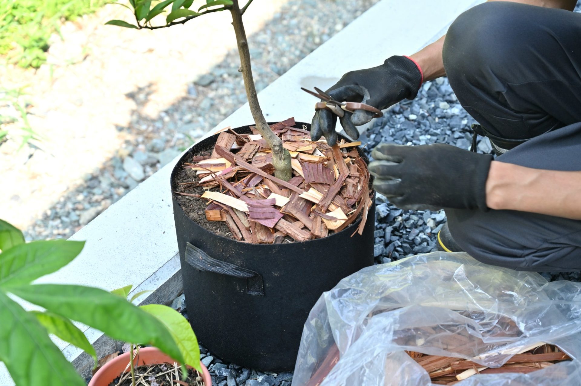 プランターにヒノキの樹皮を切って入れている