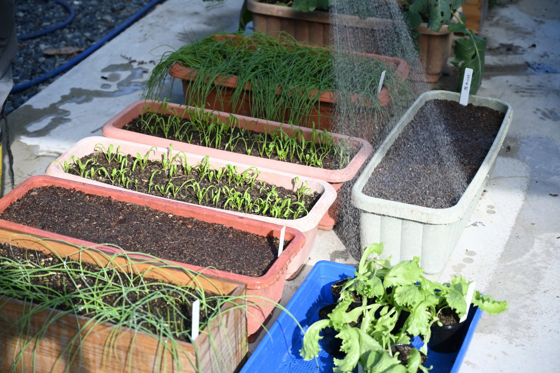 並んでいるプランターにホースで水をかけている