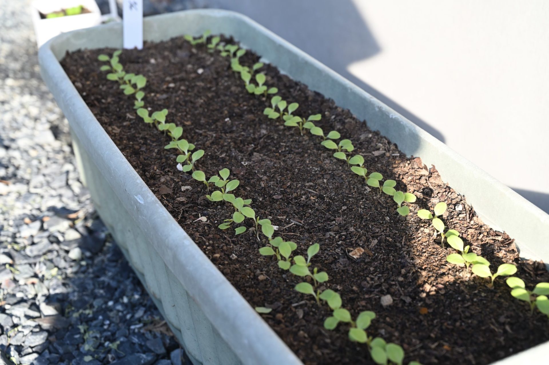 子葉を広げているプランターのサニーレタス