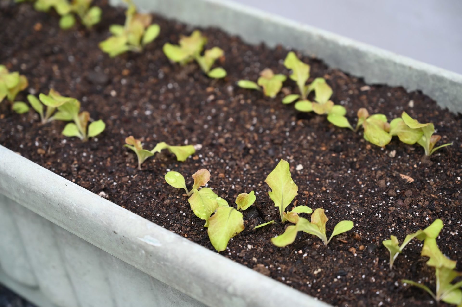 間引いてすっきりしたプランターのサニーレタス