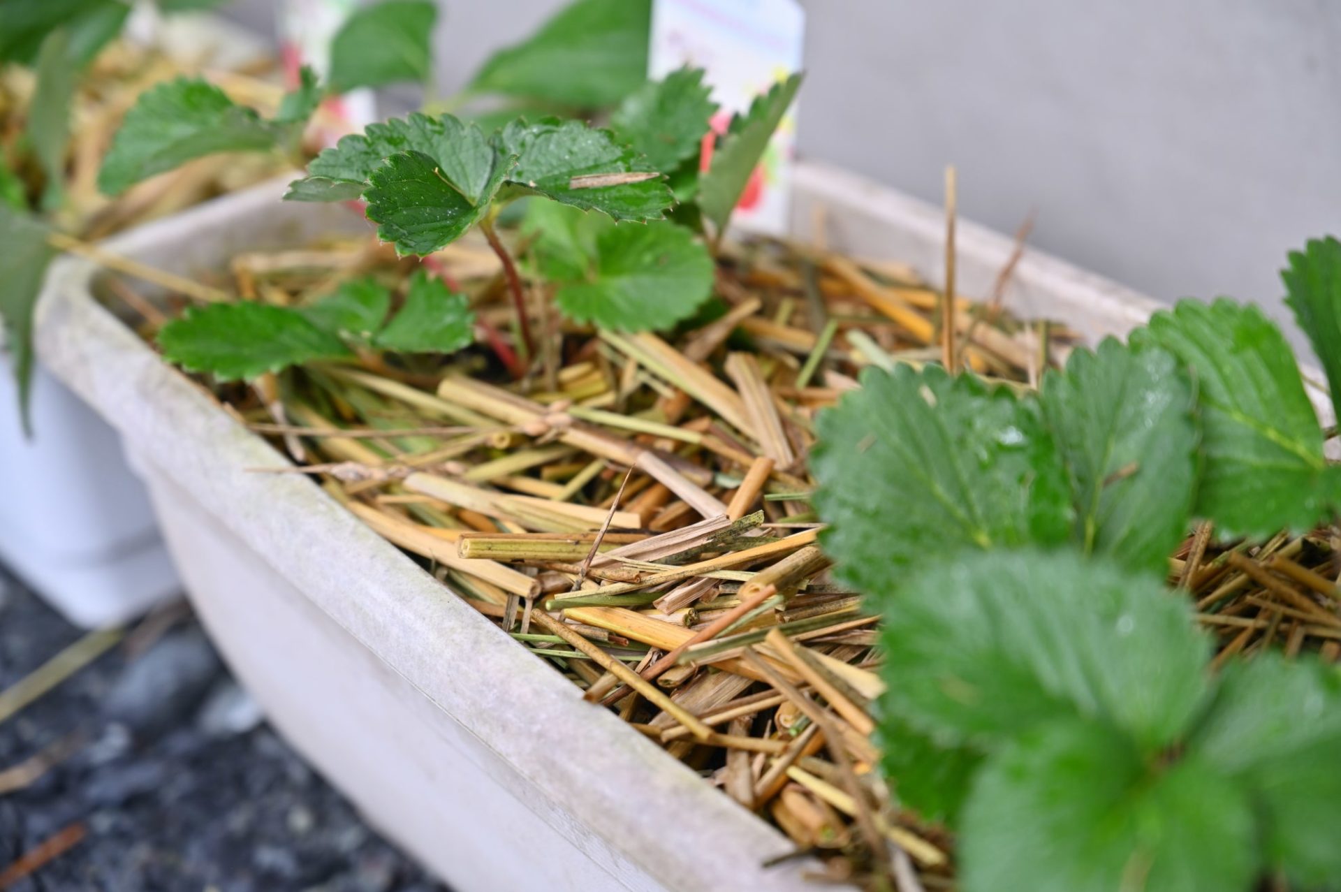 藁を敷いたいちごのプランター