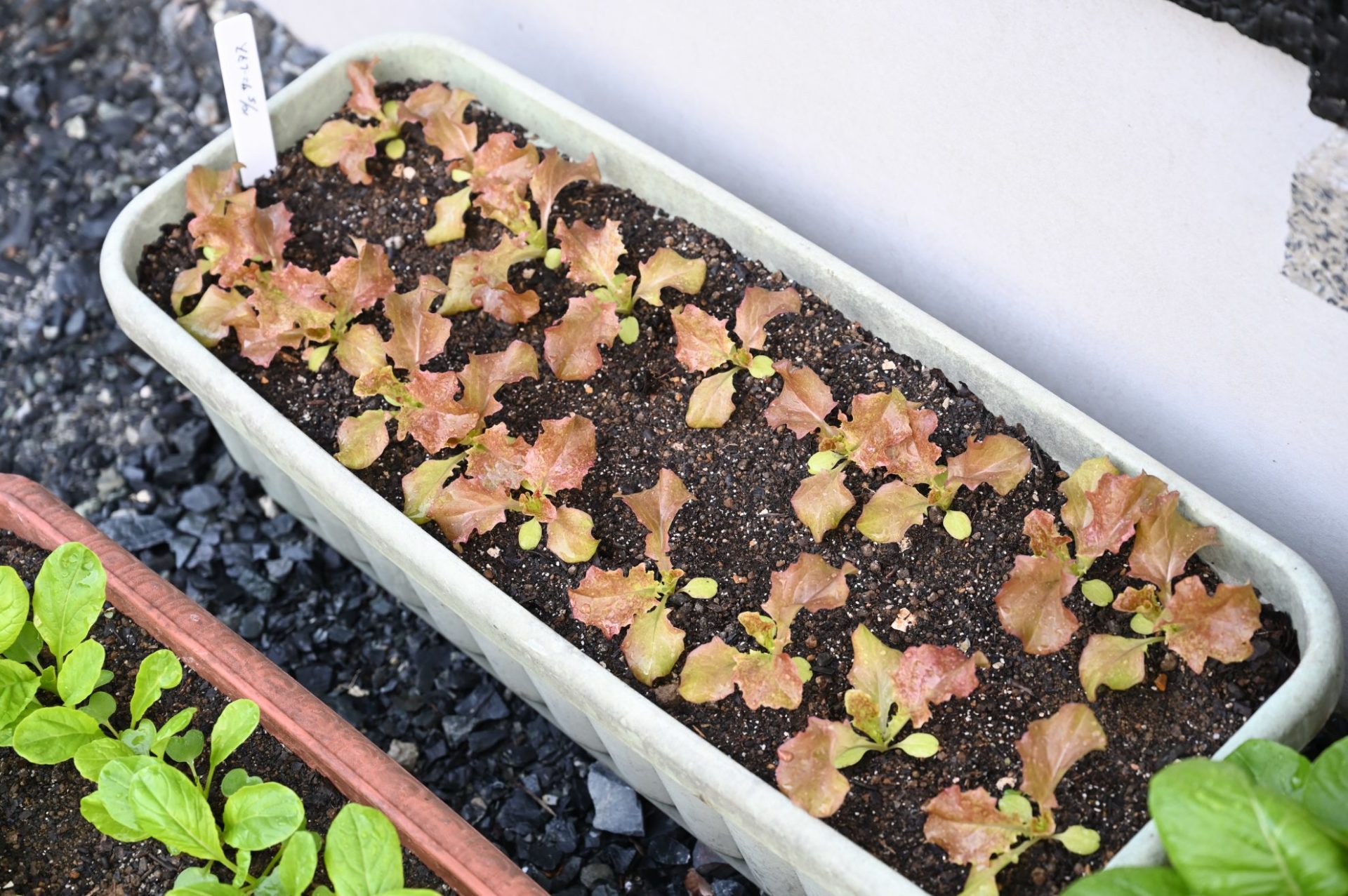 3回目の間引きをした後のプランターサニーレタス