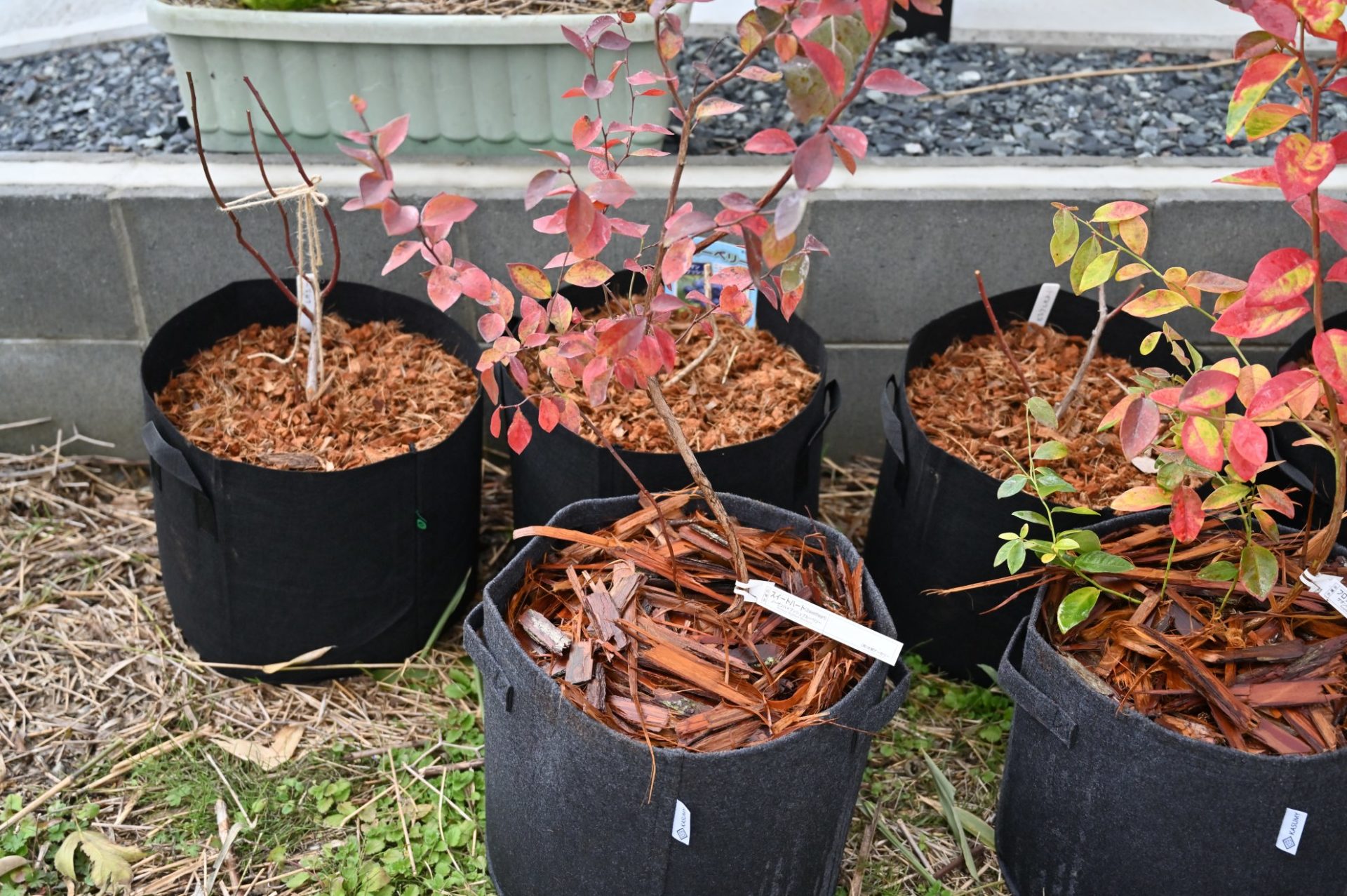 複数の不織布プランターが並んでいる