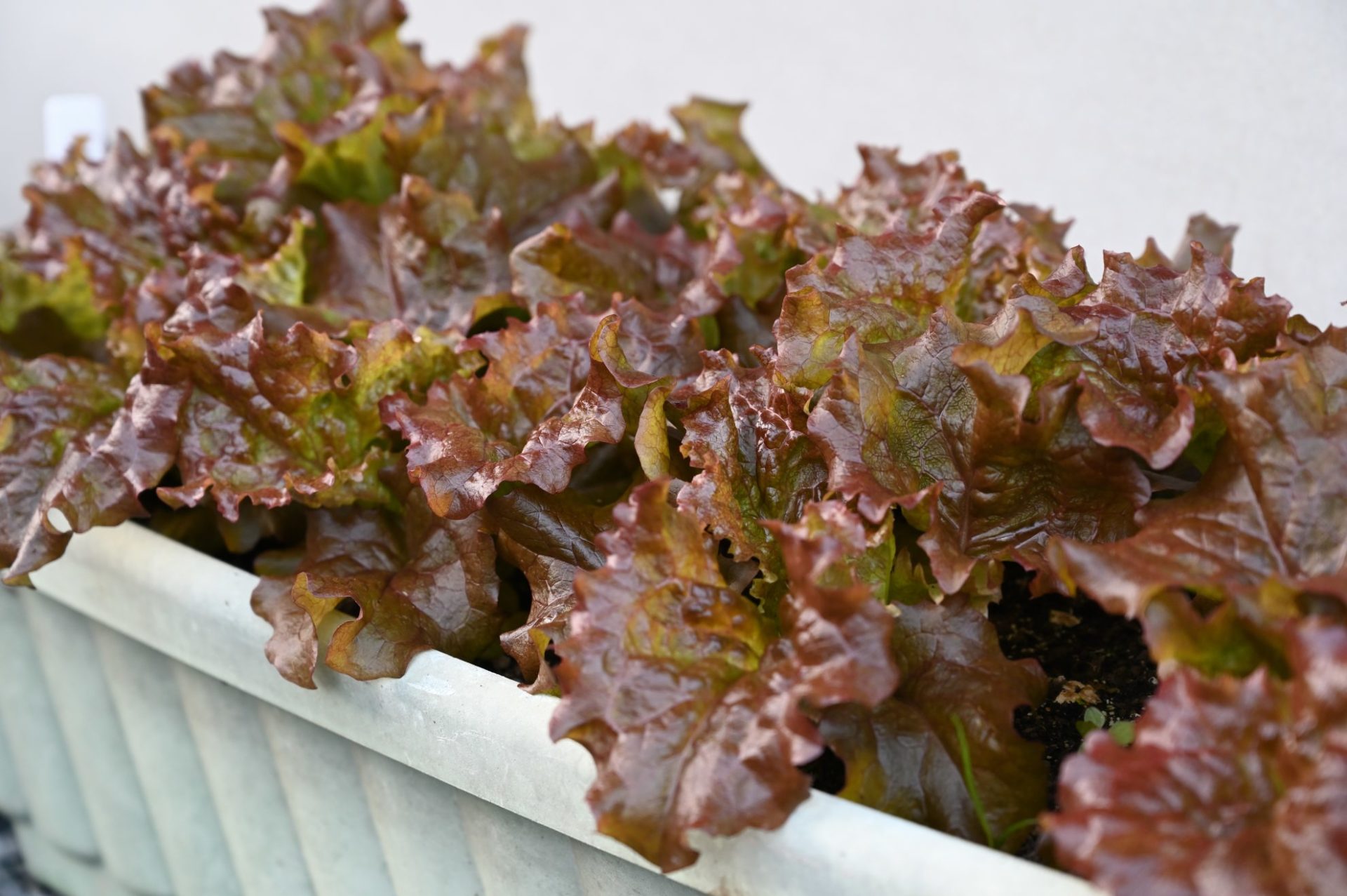 収穫時期を迎えたプランターのサニーレタス