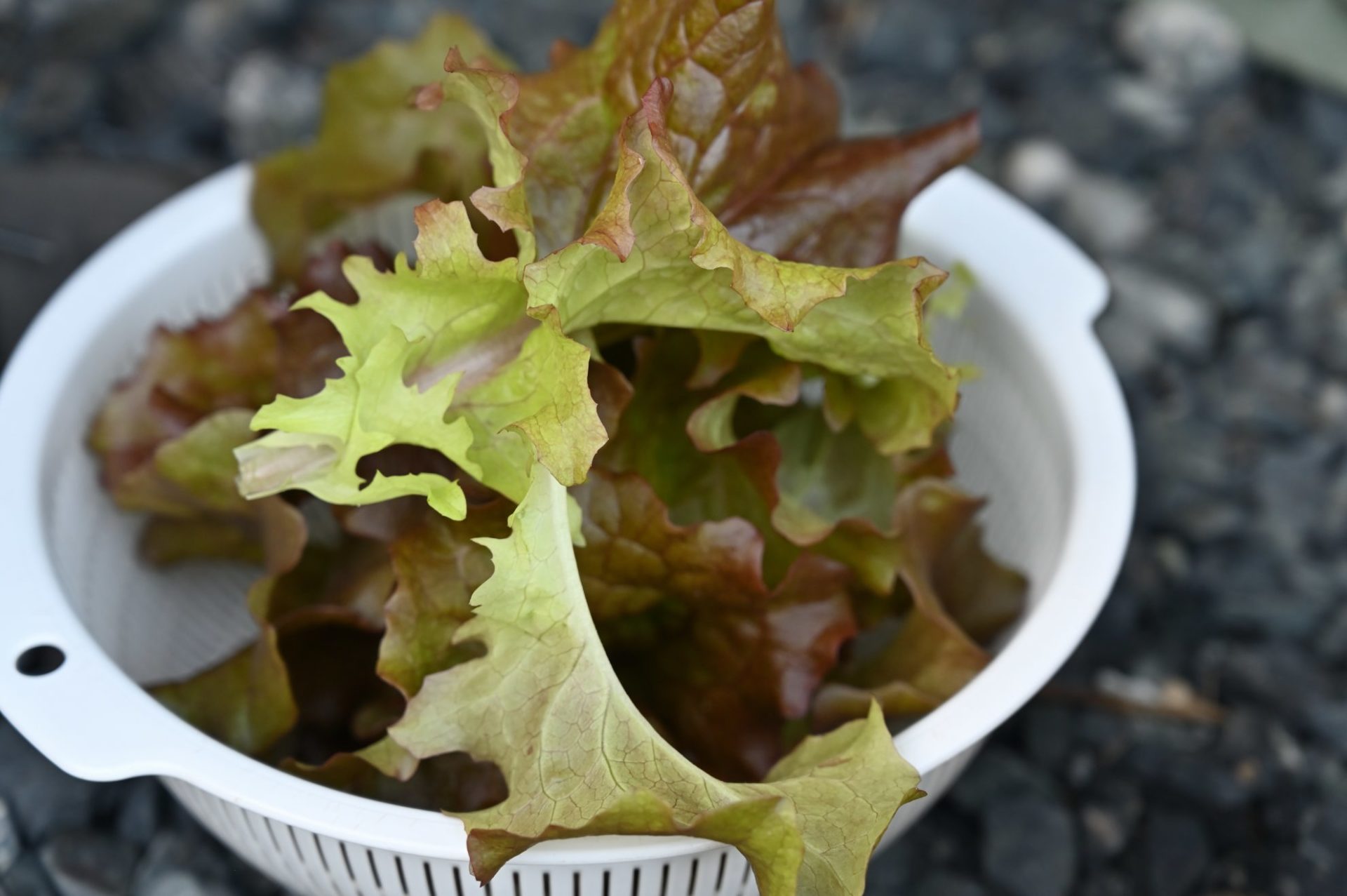 白いザルに入ったサニーレタス