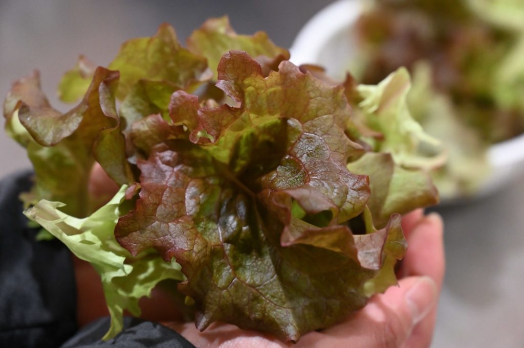男性がサニーレタスを両手に持っている