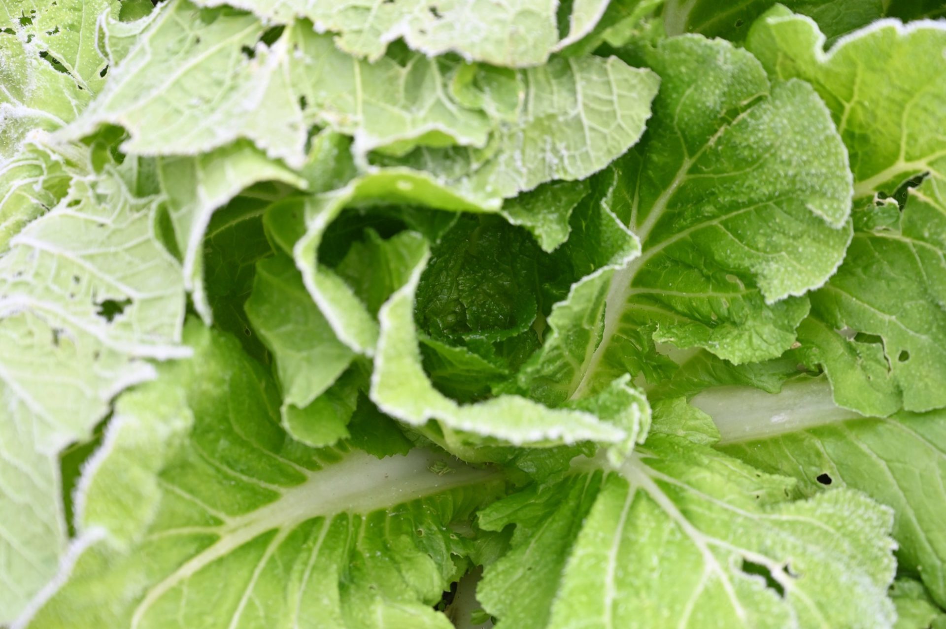 葉が巻いていない白菜