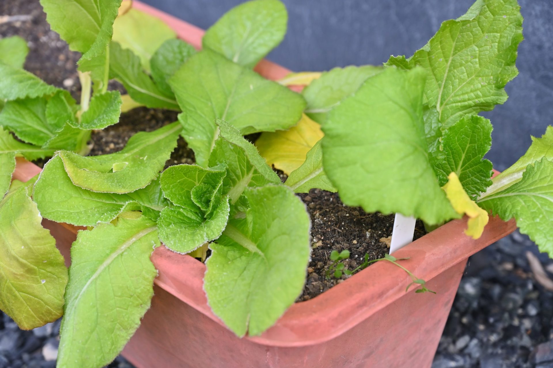 巻いていないプランター白菜