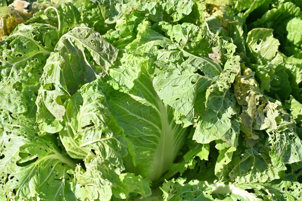 畑にできた大きな白菜