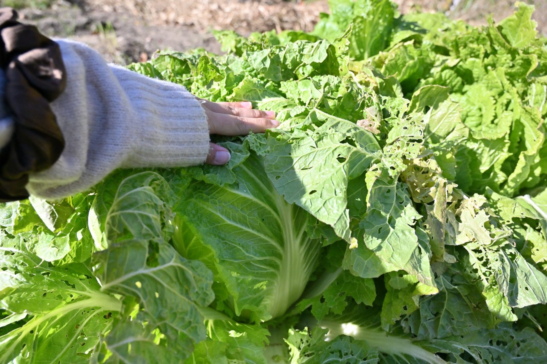 白菜の頭を手で押さえている