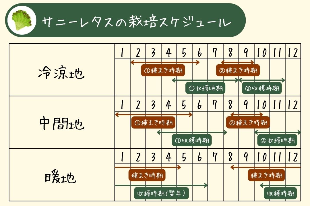 サニーレタスの栽培スケジュール表