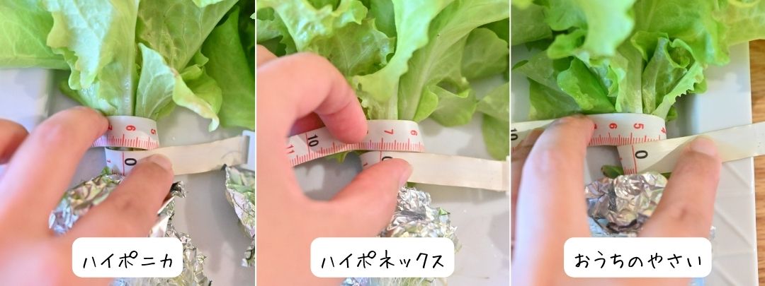 サニーレタスの株元をメジャーで計測している