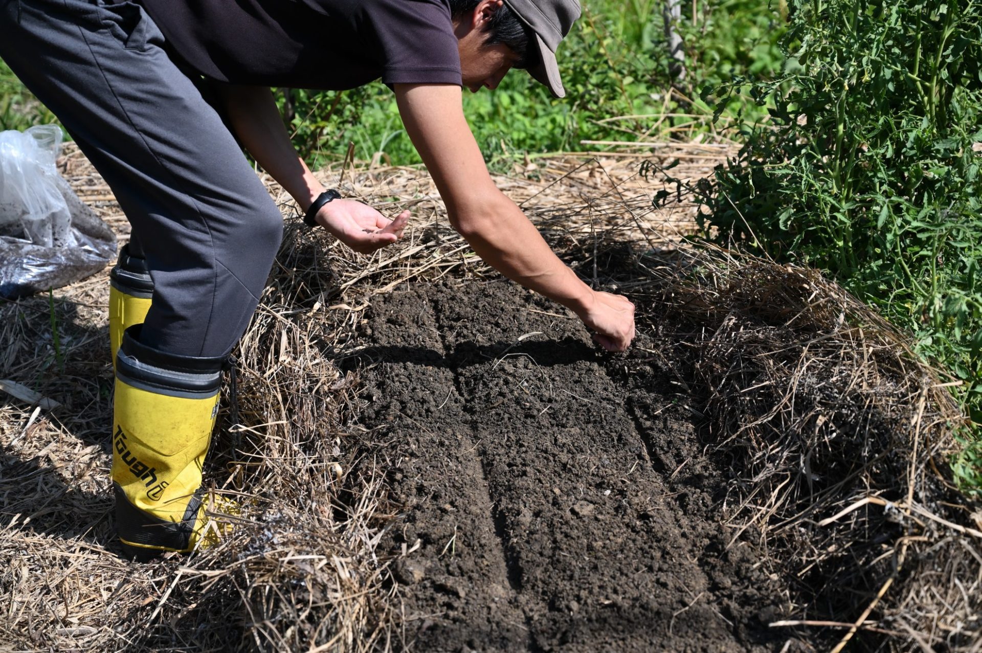 男性が畝に種をまいている