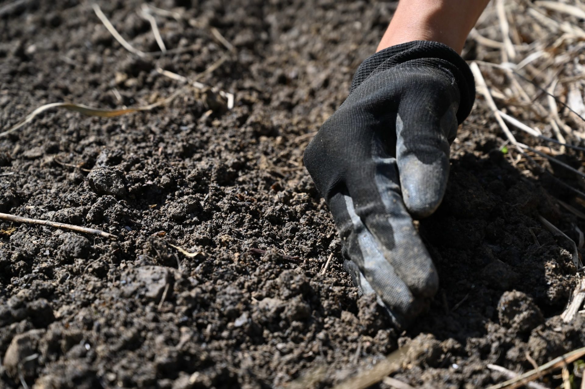 種をまいたあとに手で土をかぶせている