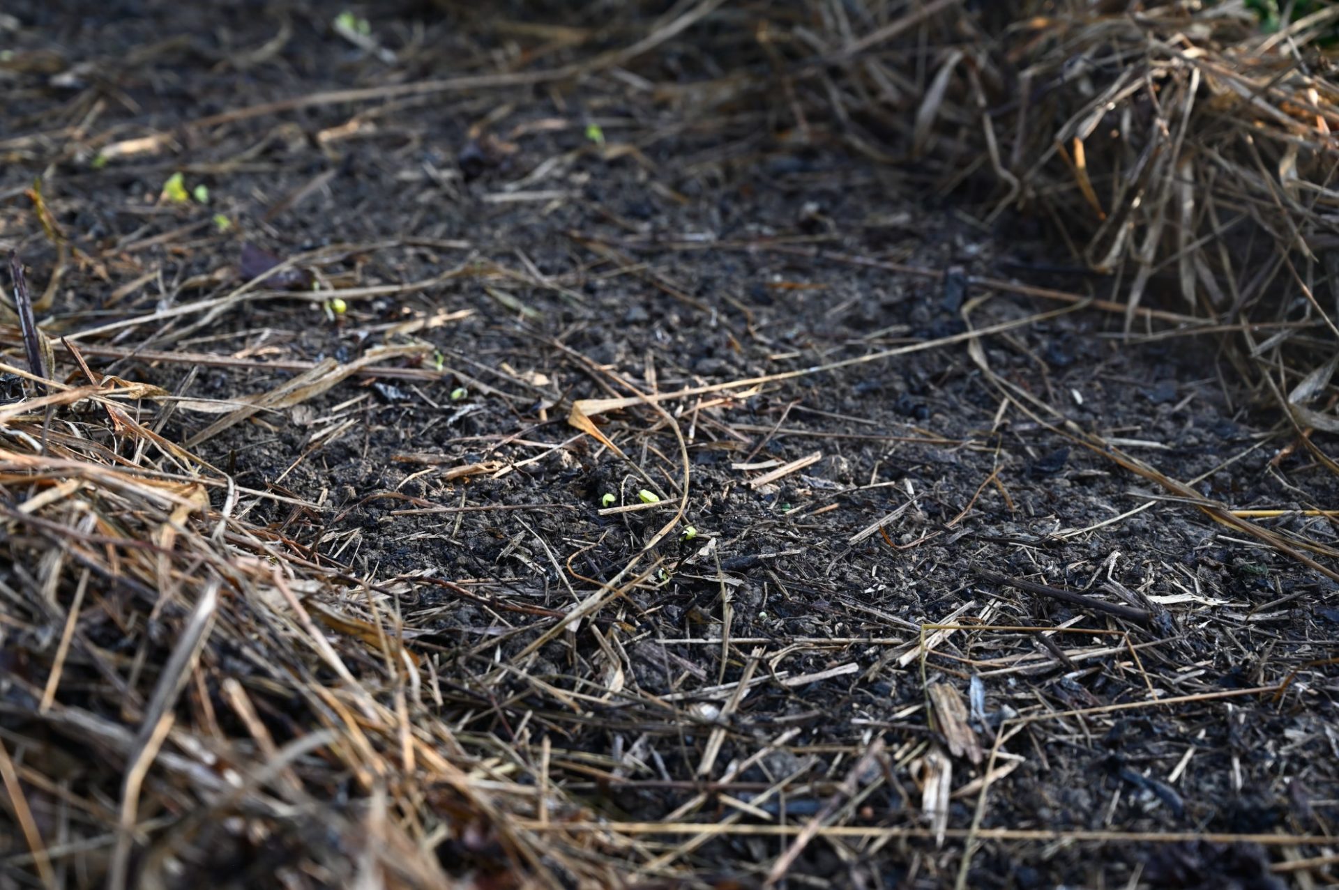 畑に芽を出した白菜