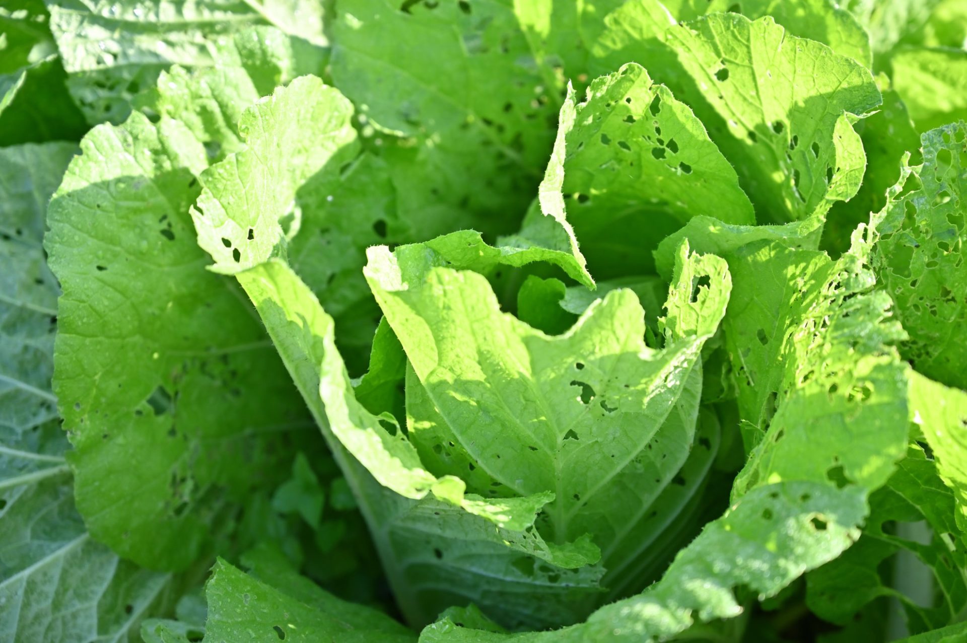 葉が巻いてきた地植え白菜