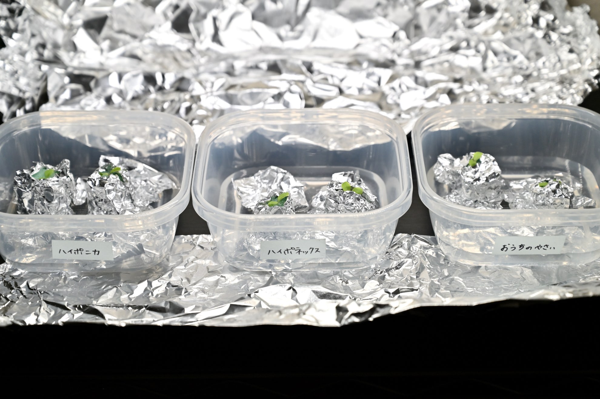 サニーレタスの苗を入れた3つの容器