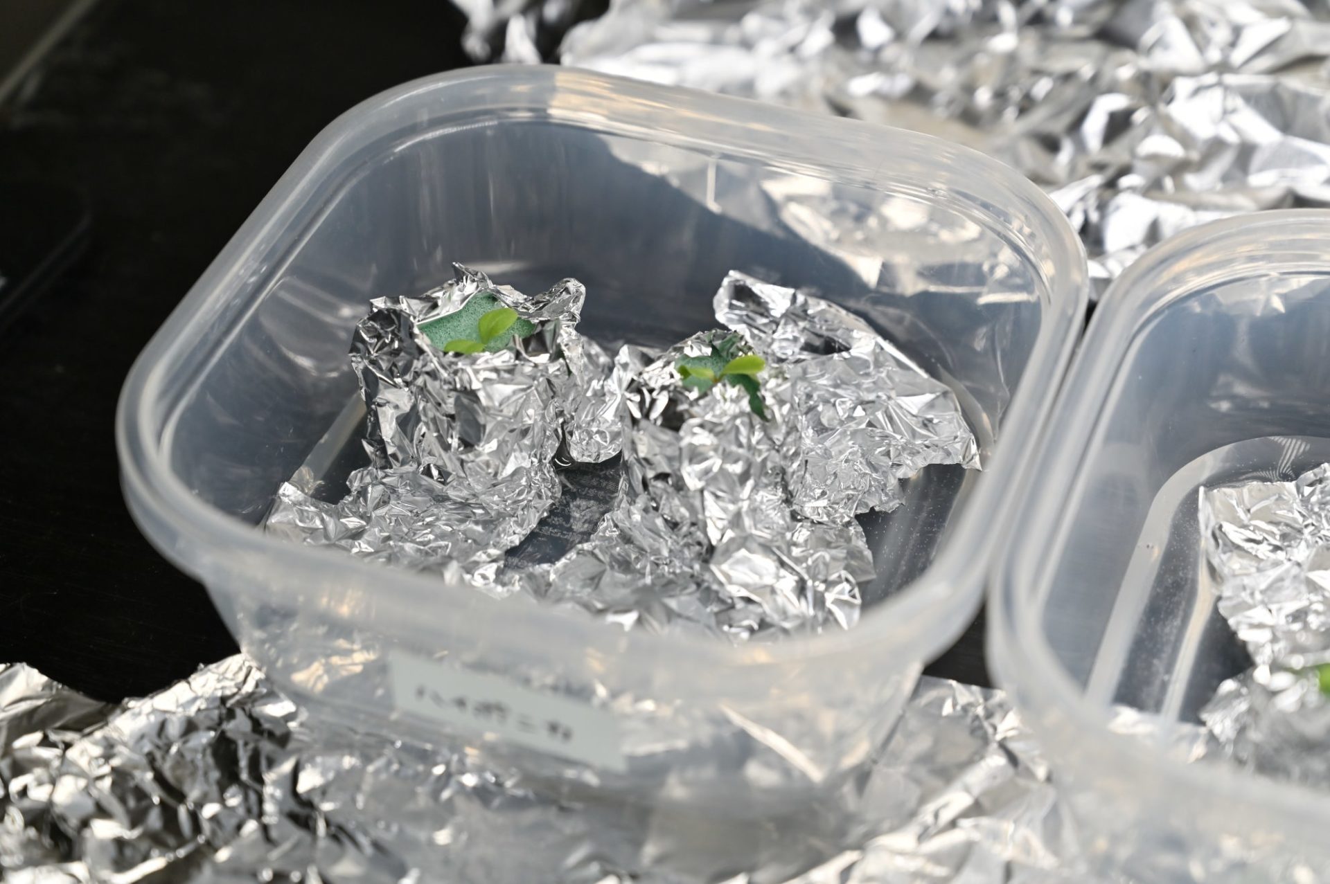 保存容器にハイポニカを入れて水耕栽培している