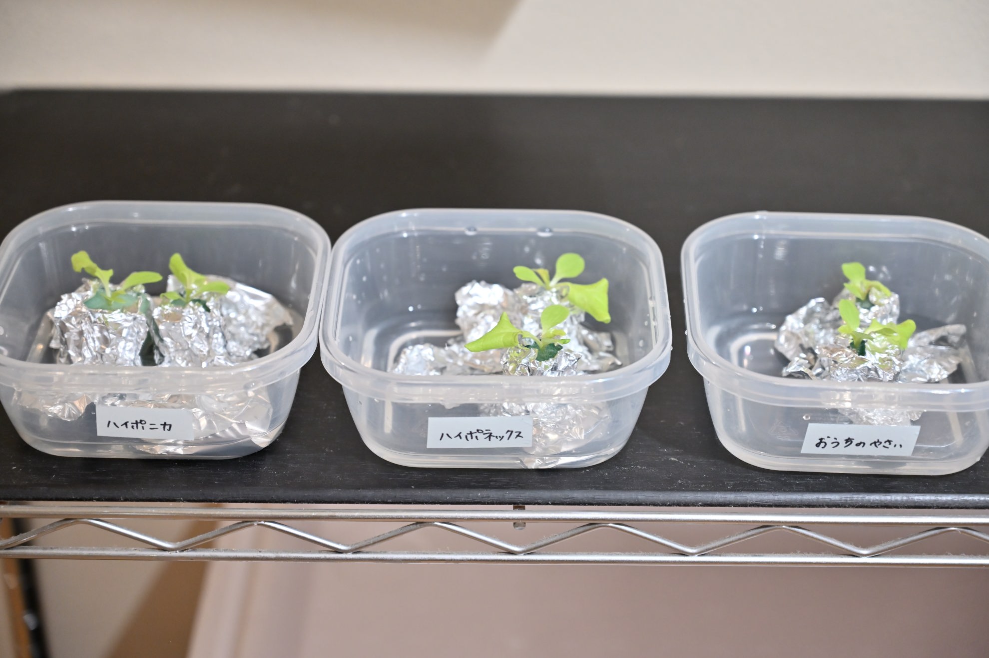 水耕栽培を始めて1週間後のサニーレタス