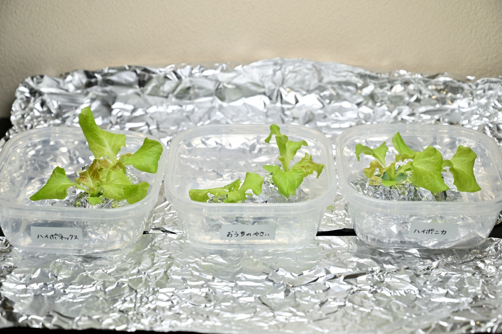 アルミホイルを敷いて3種類の水耕栽培を置いている