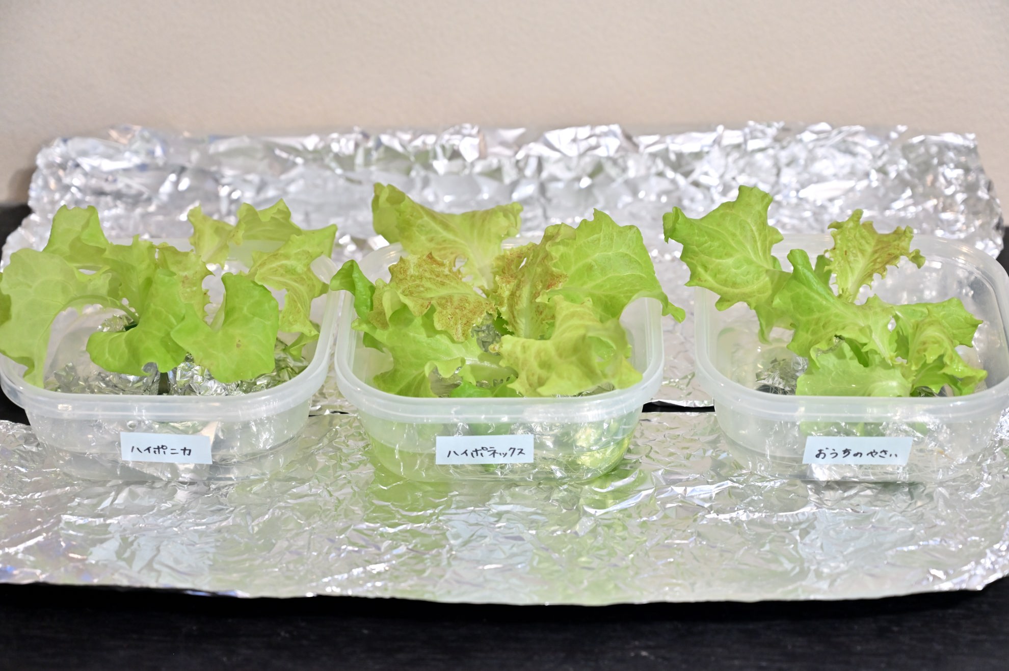 大きくなってきた3種類のサニーレタス