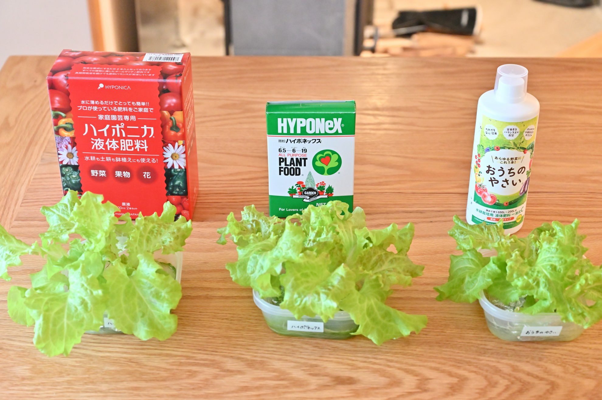 3種類の肥料と各肥料で育ったサニーレタス