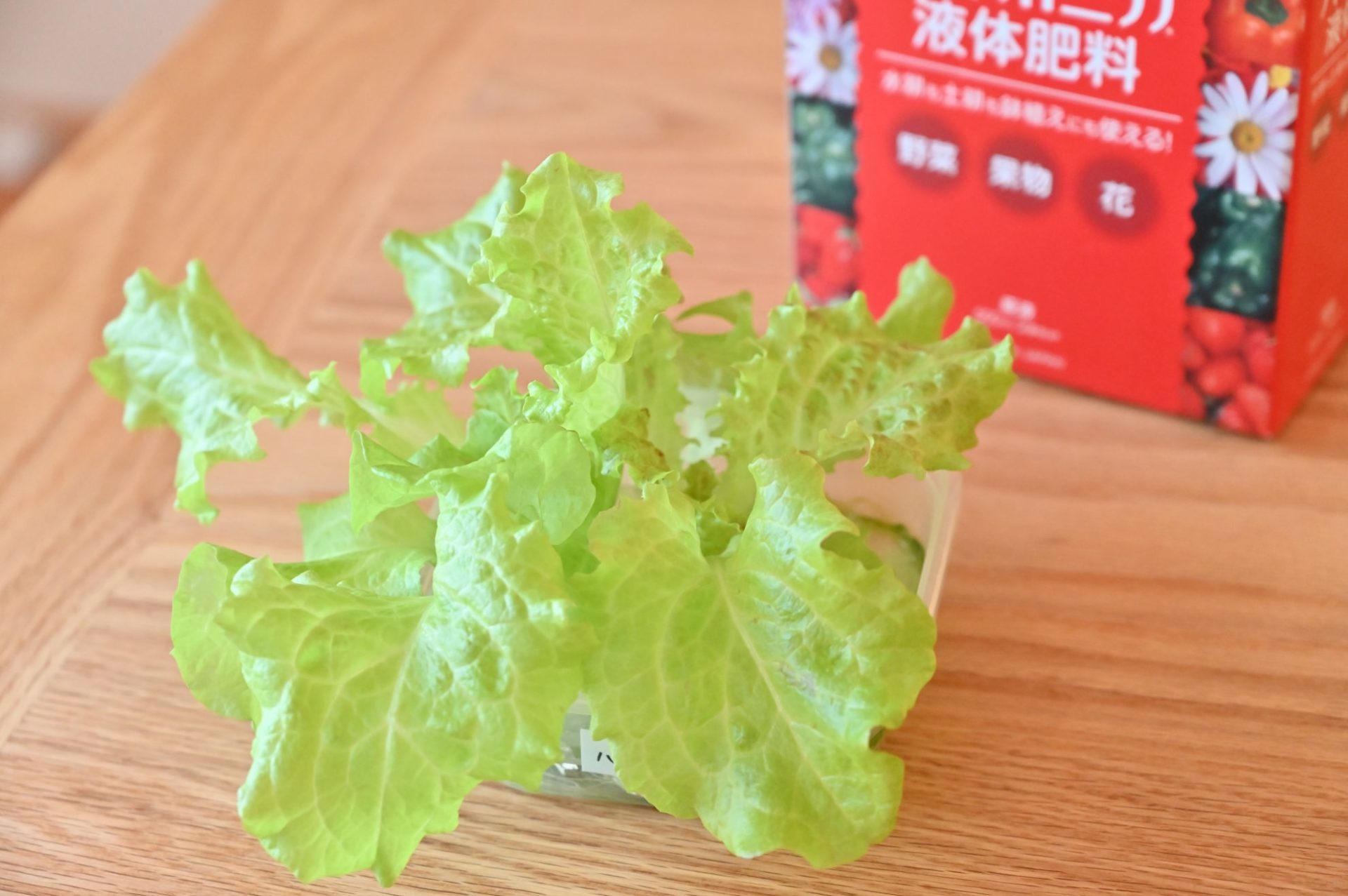 保存容器で育てたサニーレタスとハイポニカの赤いボックス