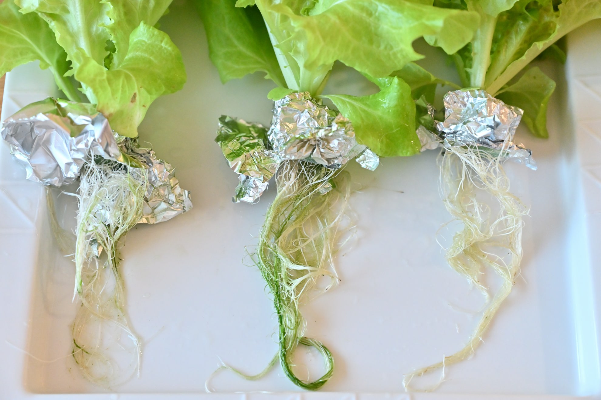3種類のサニーレタスの根を並べている