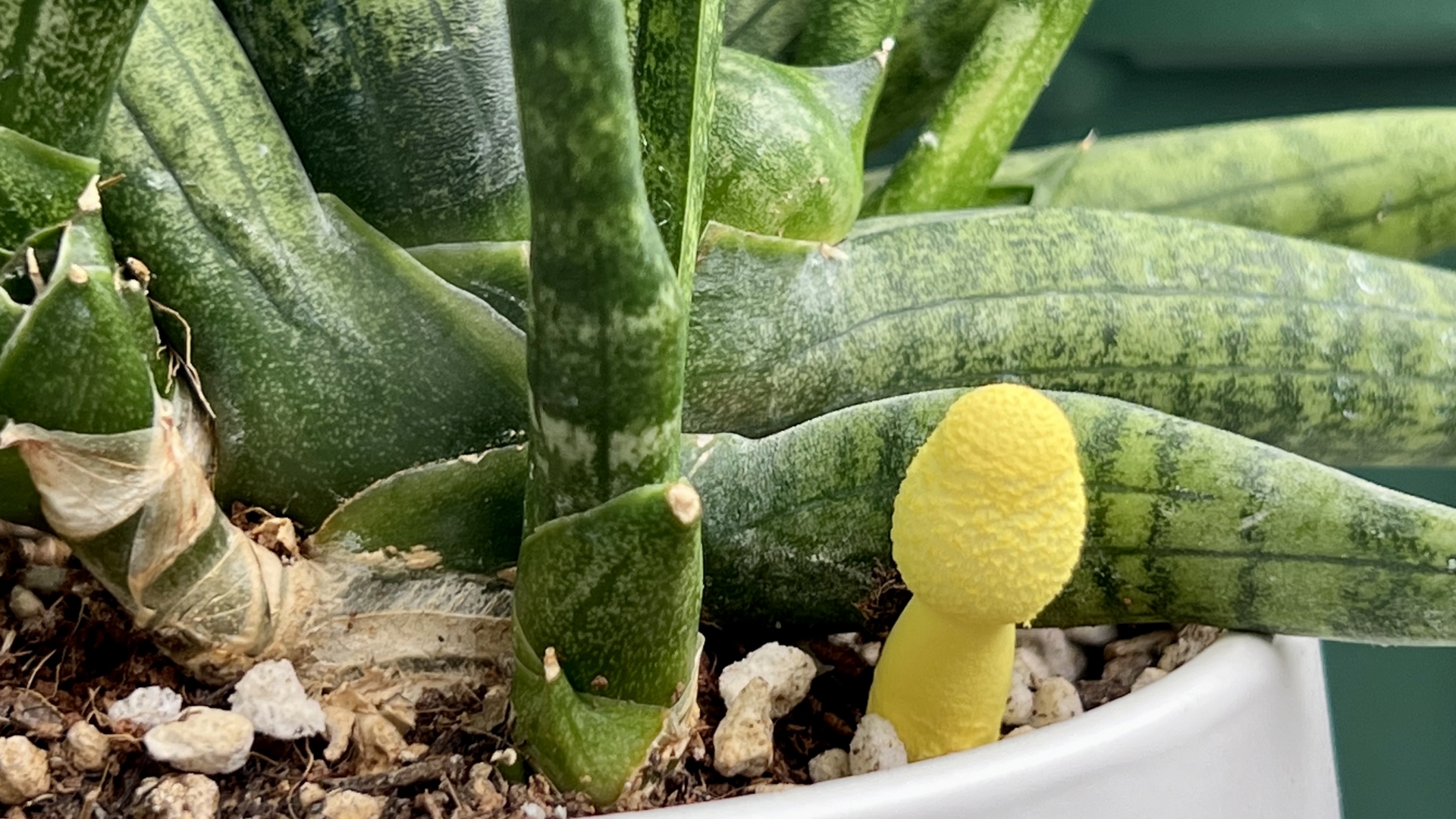 植木鉢に生えた黄色いきのこ