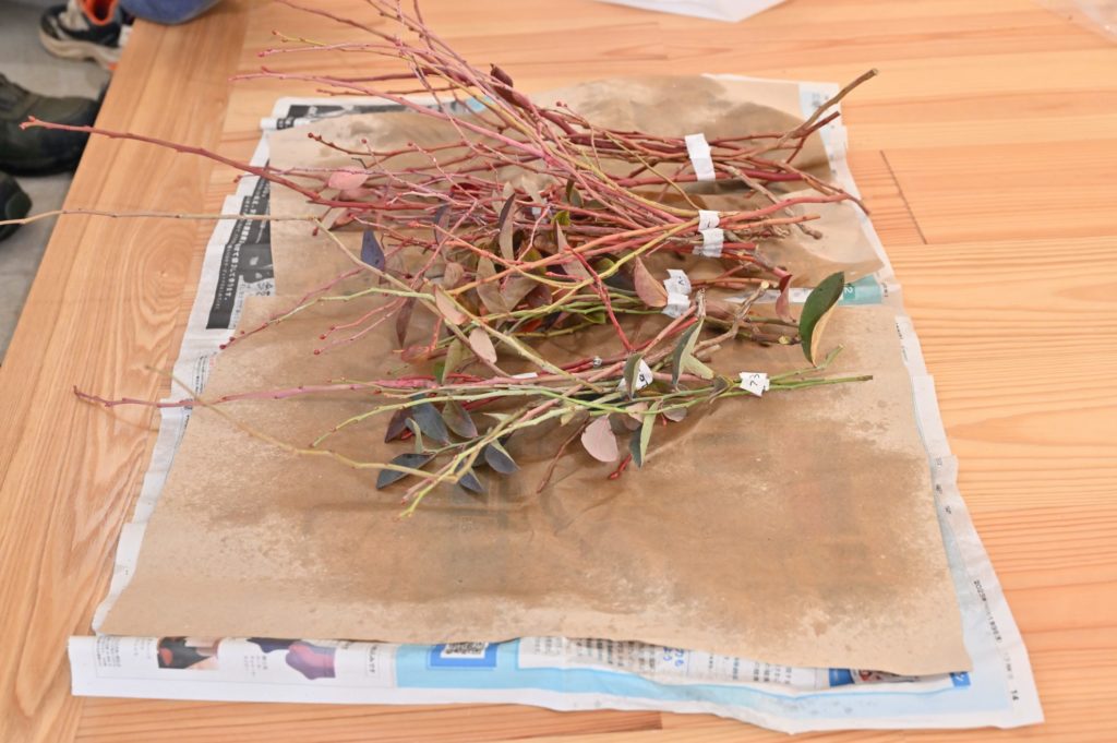 濡れた紙の上に挿し穂が置かれている