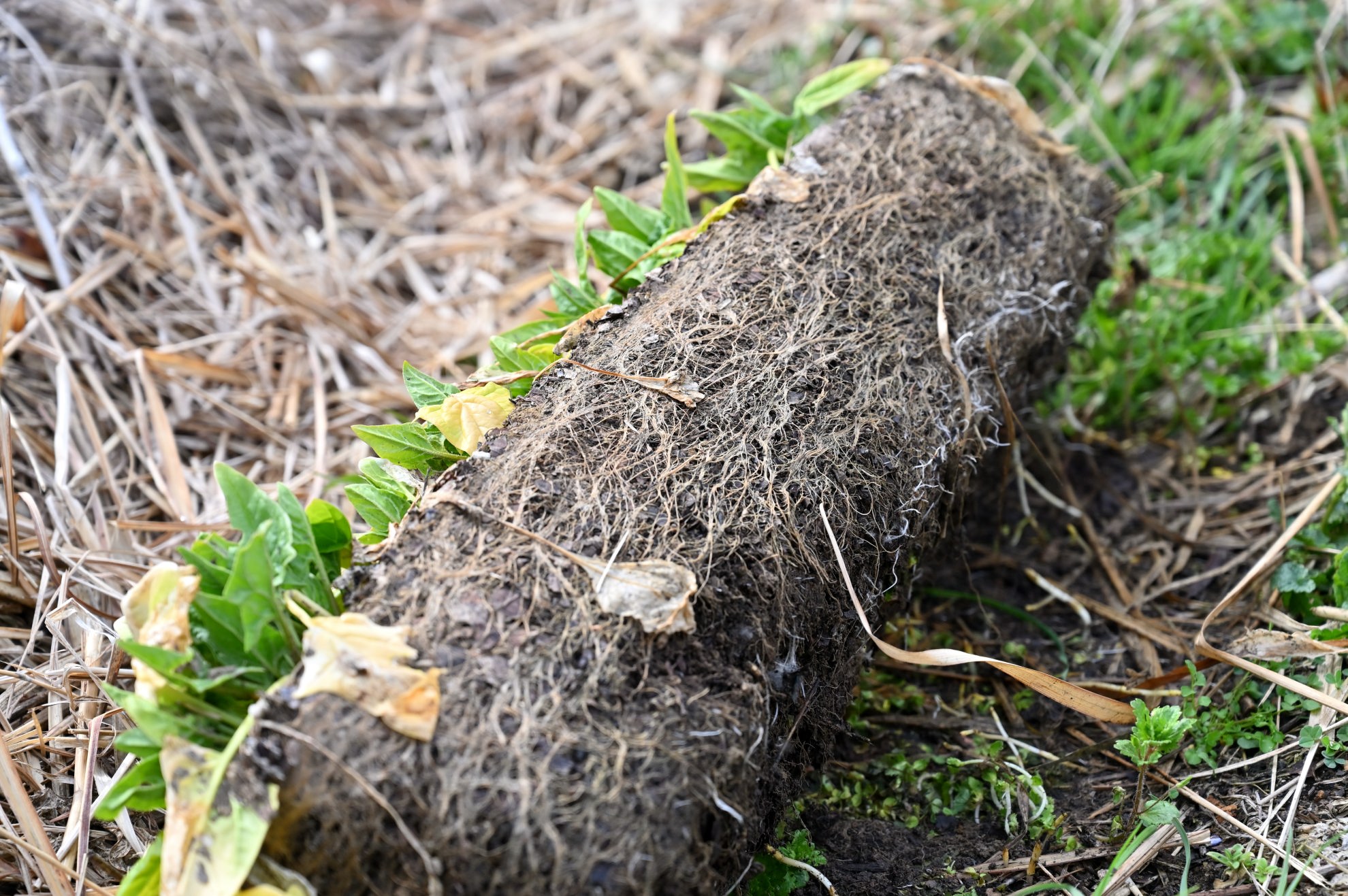 プランターほうれん草の残渣