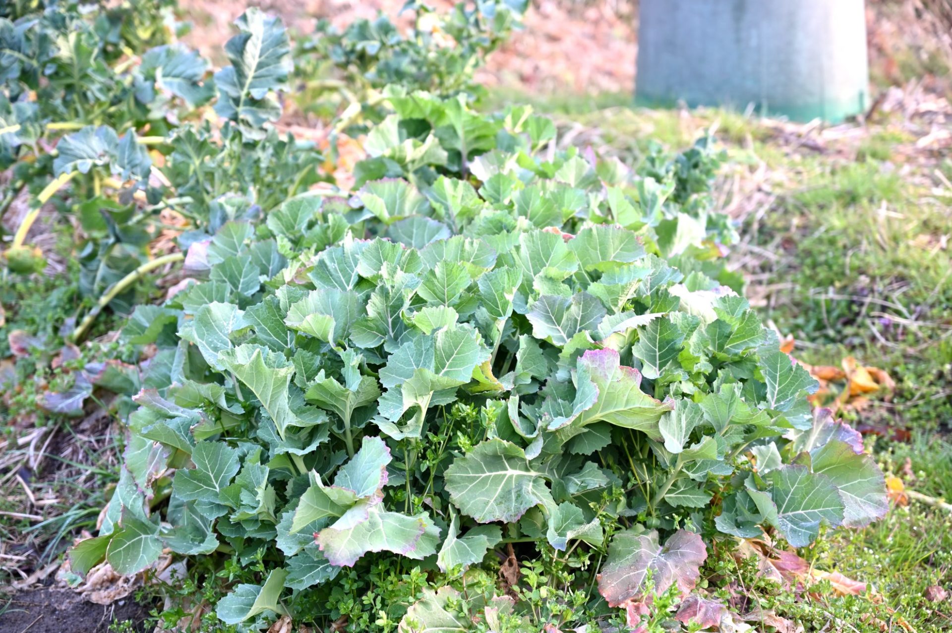 春が近づいてきて葉が立ち上がってきたのらぼう菜