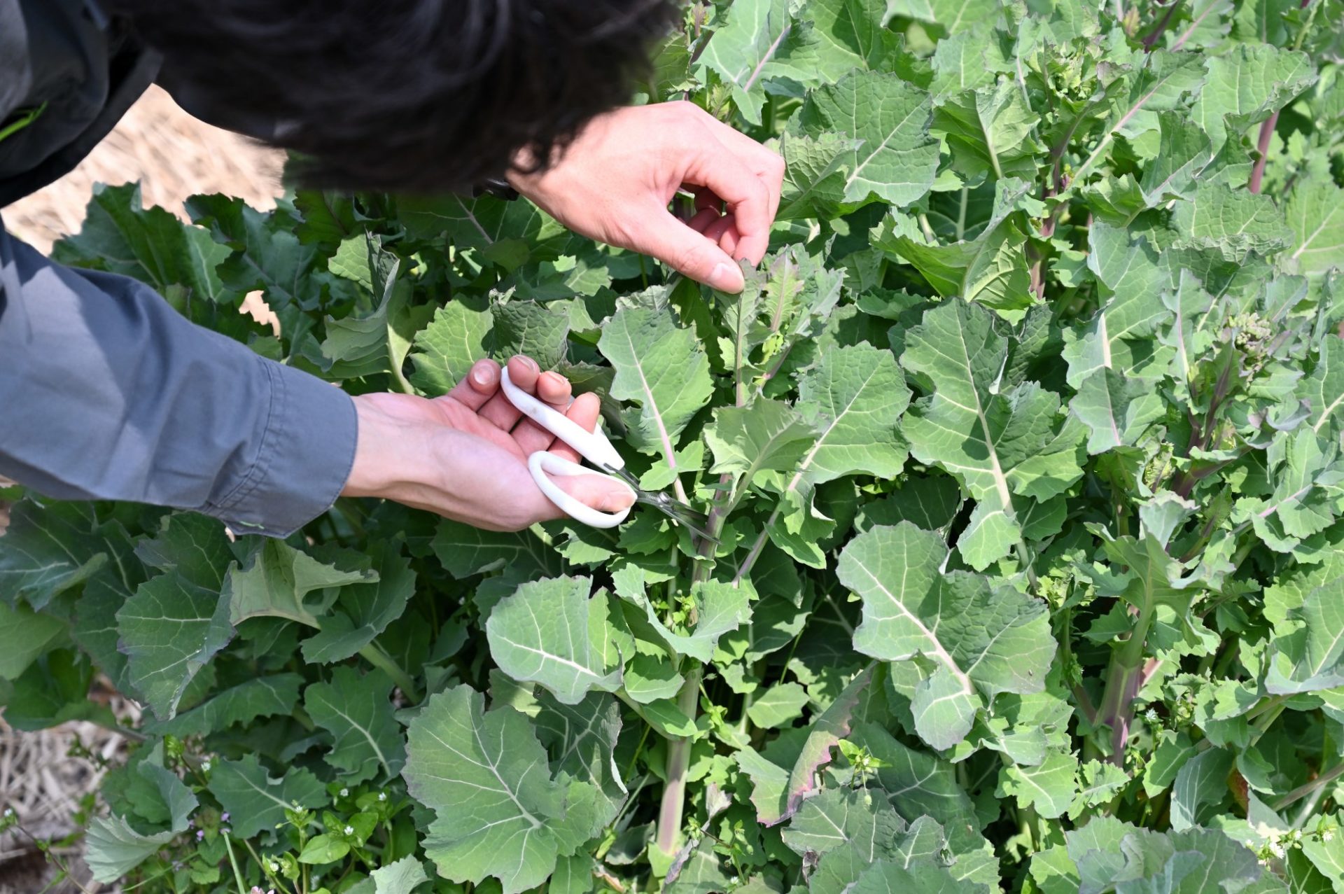 男性がハサミを使ってのらぼう菜を収穫している