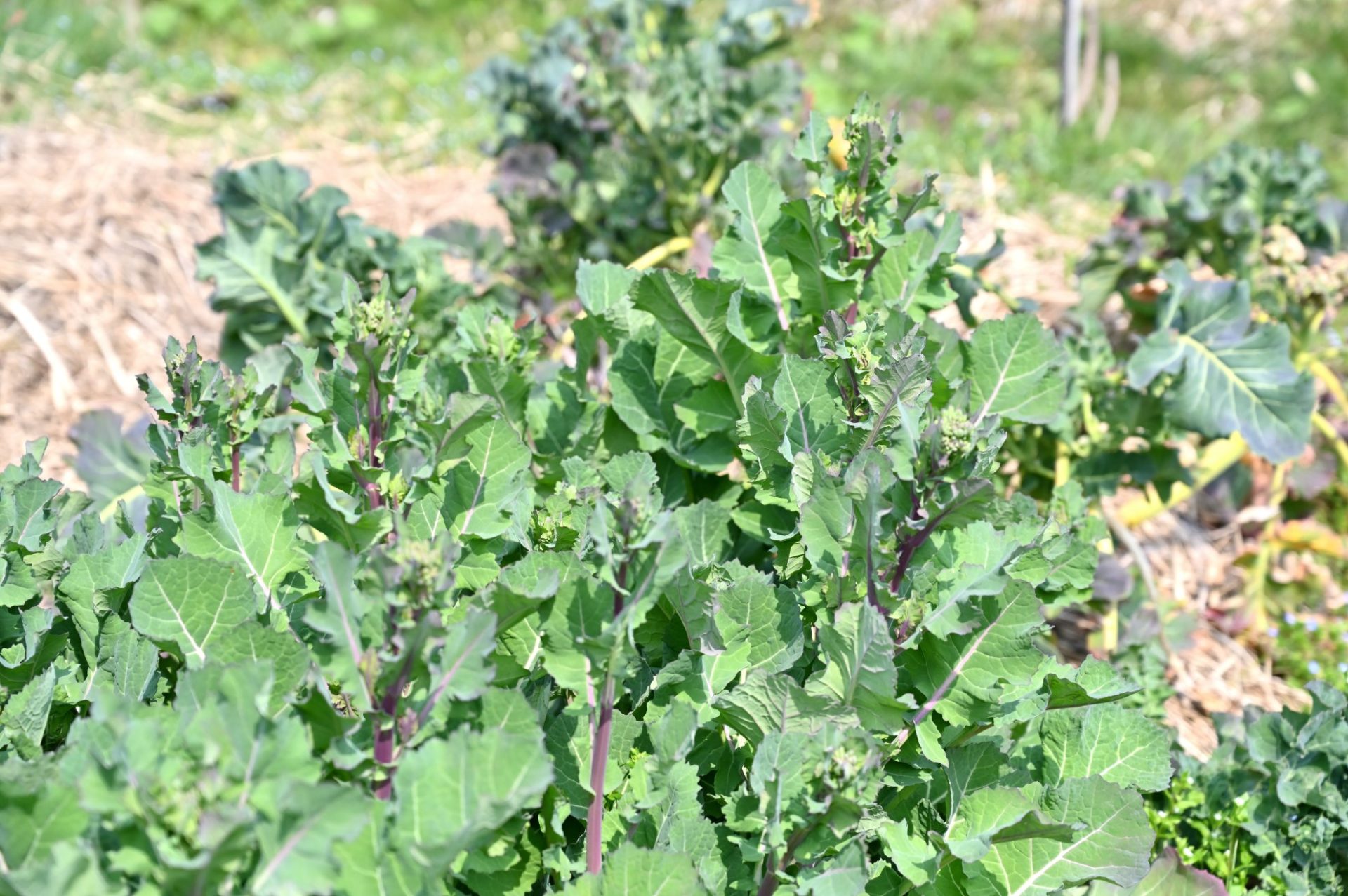 収穫時期を迎えた畑ののらぼう菜