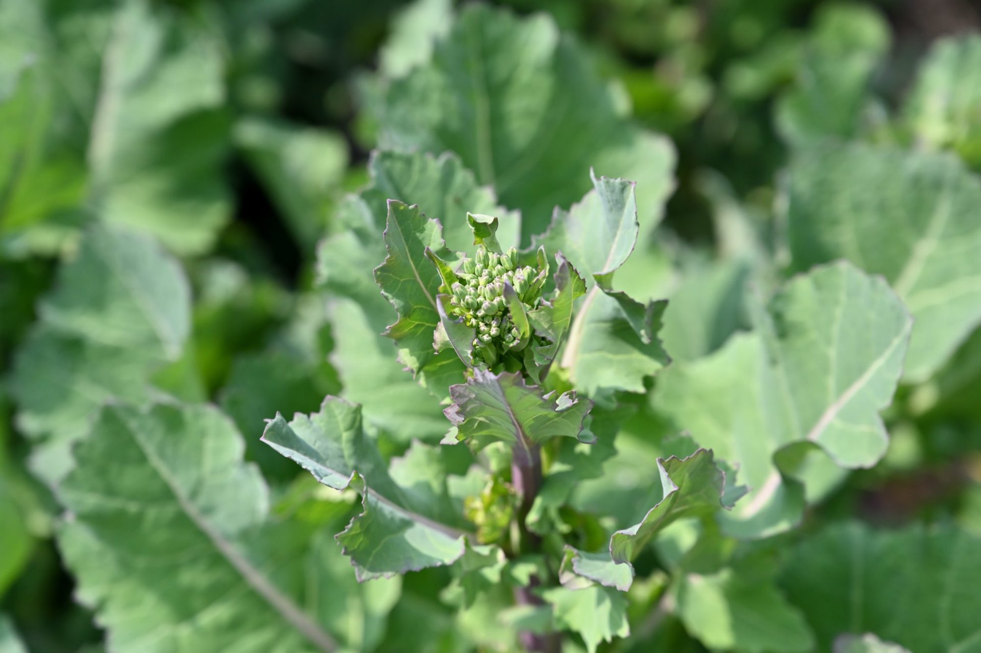 のらぼう菜の花蕾部分