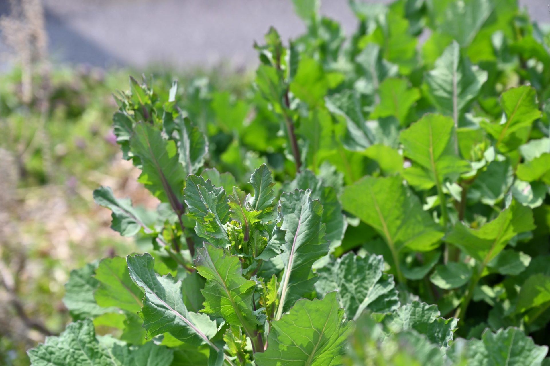 日光を浴びてのびのびとしているのらぼう菜
