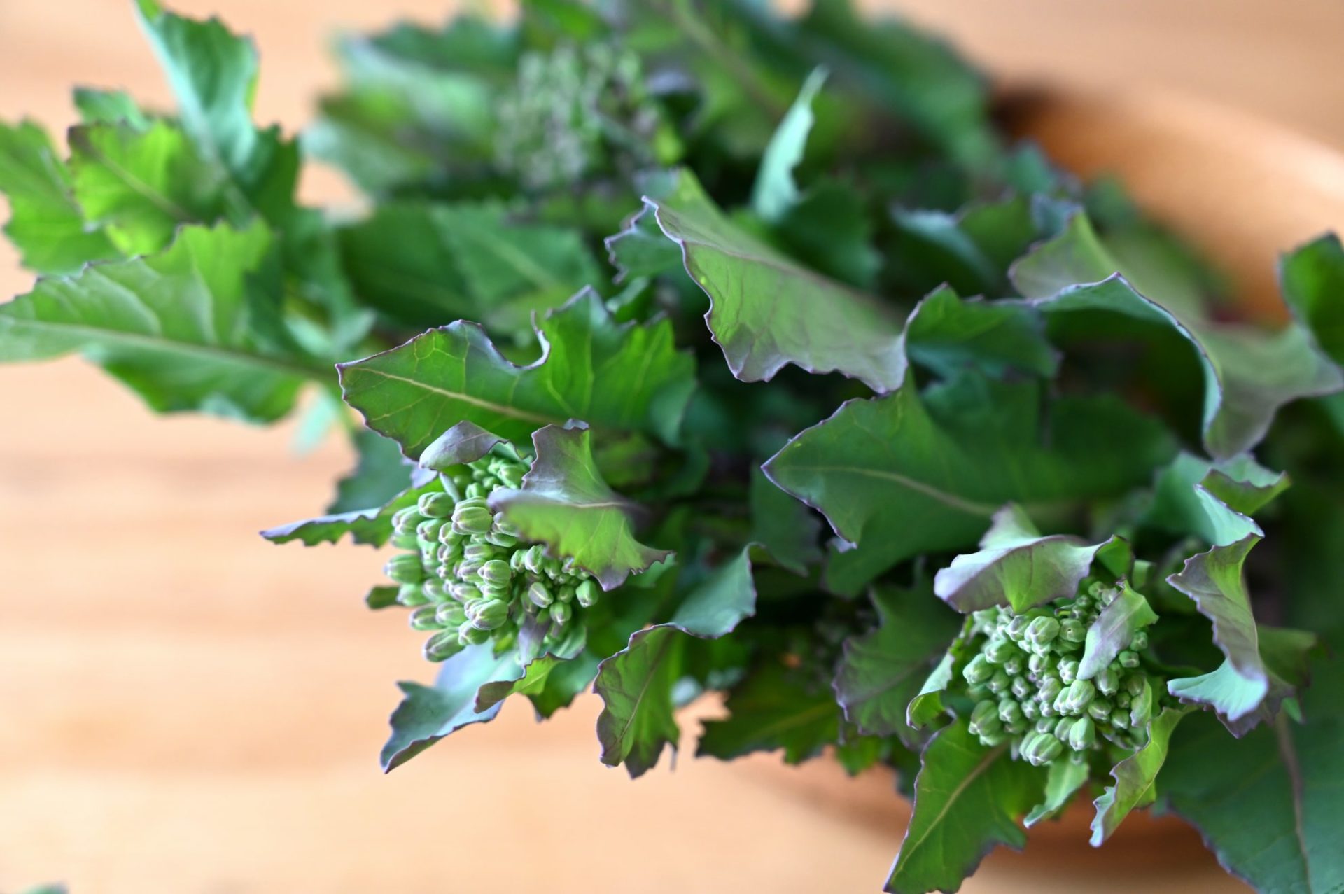 収穫したのらぼう菜