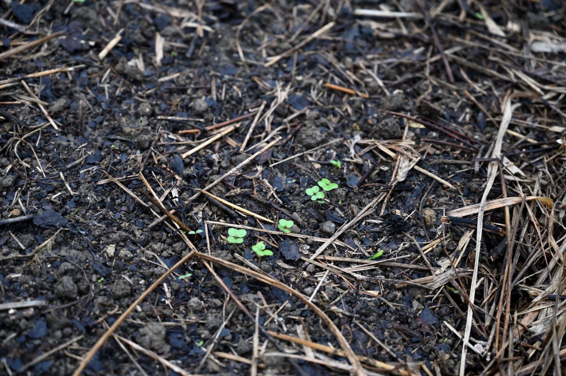 畑に芽を出したのらぼう菜