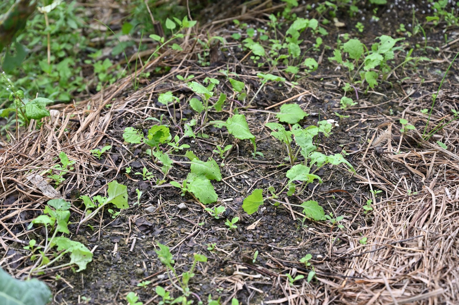 畝にたくさんののらぼう菜の葉が出てきた