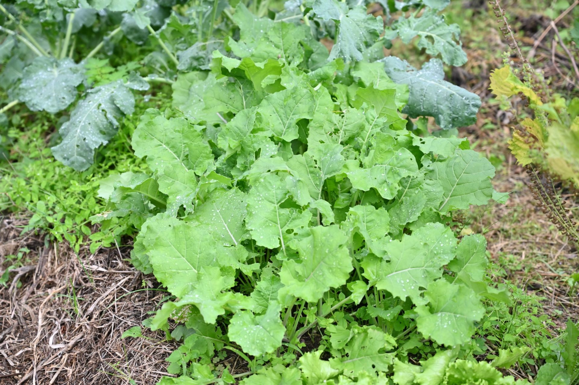 青々としたのらぼう菜の葉